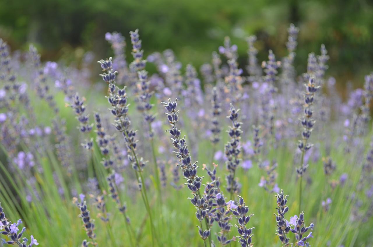 Riverhead Lavender Hill B&B 외부 사진