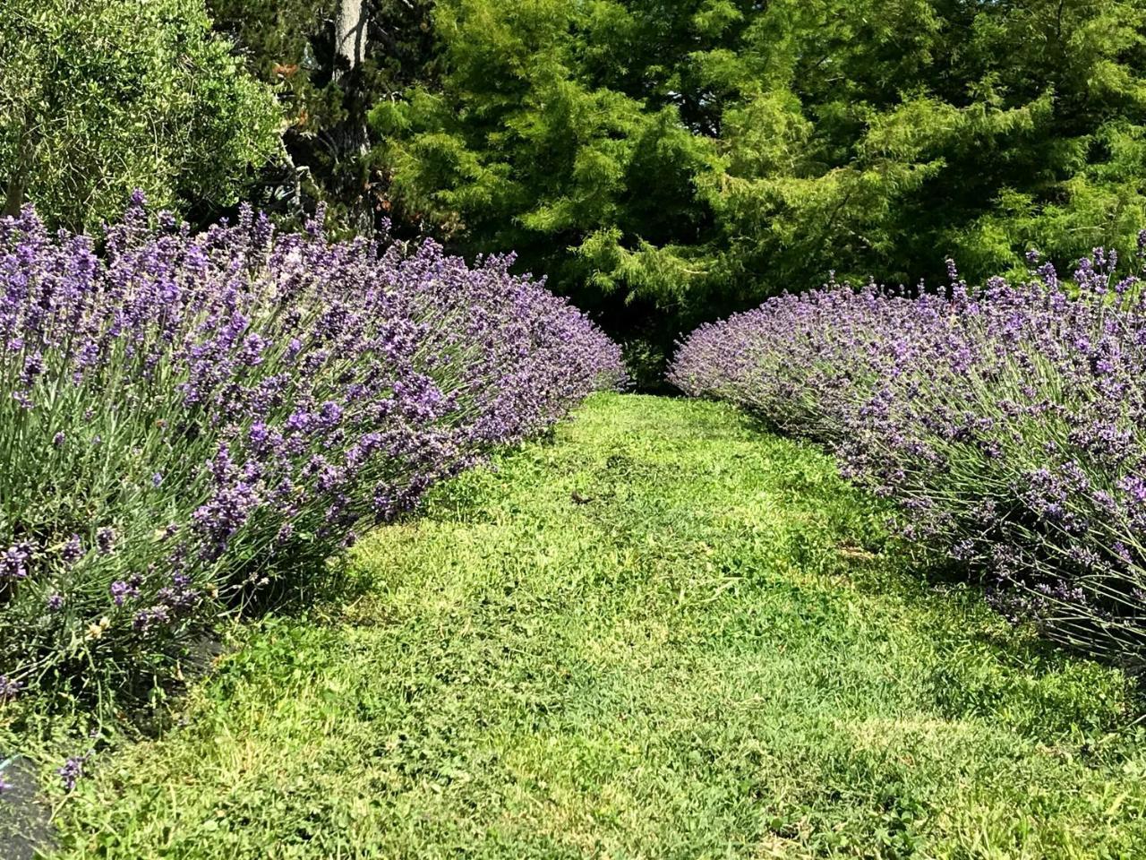 Riverhead Lavender Hill B&B 외부 사진